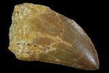 Bargain, Juvenile Carcharodontosaurus Tooth #93109-1